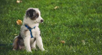 Calcolare età biologica e aspettativa di vita dei cani: il nuovo metodo semplice