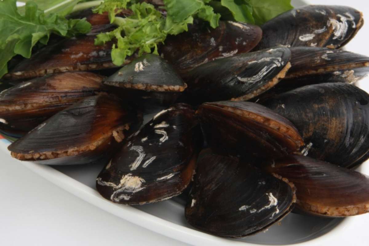 Cozze